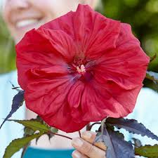 Image result for Hibiscus Red 2016 Vito