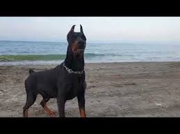 Achill Ve Ziyaretimize Gelen Chiron Un Sahil Keyfi Youtube