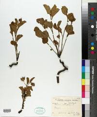 Image result for Hibiscus aethiopicus