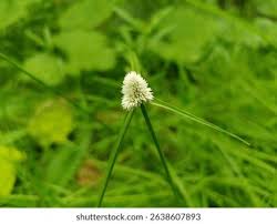 Image result for Kyllinga alba