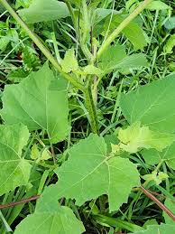 Image result for Xanthium strumarium