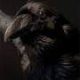 Profile Picture of Matthew the Raven Voice - The Sandman (TV Show) (@behindthevoiceactors.com) on Google