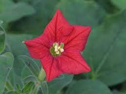 What Are The Best Flowers And Plants For Attracting Hummingbirds Flowers Science Project Petunia Flower Petunias
