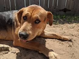See more ideas about pets, adoption, rescue. Montgomery County Animal Shelter At Critical Capacity Point Community Impact