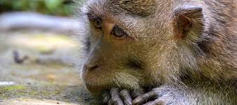 Super cute animals cute baby animals animals and pets funny animals cutest animals wild animals animal memes nature animals small animals. Bali Animals How To Find Ethical Tourism Experiences Claire S Footsteps