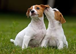 Pui Jack Russell Terrier De Vanzare Terrier Pui