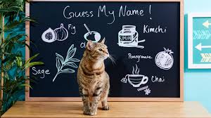 And what is cuter than a new cat or kitten? The Best Food Names For Pets