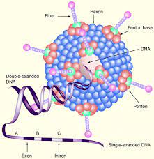 Recombinant adenovirus vector usually delete e1 and e3 genes from genome of wild type adenovirus, making it replication deficiency so it. Current Developments In Adenovirus Based Cancer Gene Therapy Future Oncology