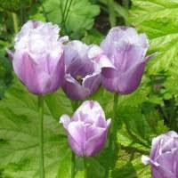 Image result for Hibiscus syriacus Violet Clair Double