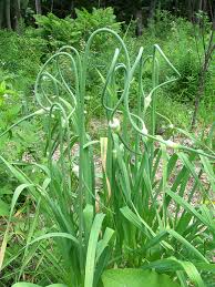 We did not find results for: Growing Garlic As A Perennial