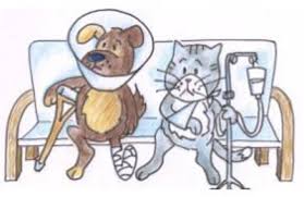 Bring your pet to our aaha accreditied animal hospital for expert veterinary care, surgery, boarding or grooming! Companion Care Animal Hospital 2558 Niagara Falls Blvd Niagara Falls Ny 14304 Yp Com