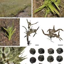 Image result for Diplacrum africanum