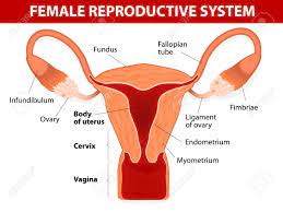 Check spelling or type a new query. Human Anatomy Female Reproductive System Uterus And Uterine Tubes Vector Diagram Royalty Free Cliparts Vectors And Stock Illustration Image 24522325