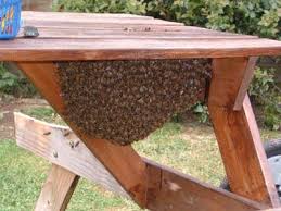 Answer a few short questions & get free estimates for your project from trusted companies in your area. Bee Exterminator Ringgold Ga Ga Honey Bee Removal Georgia