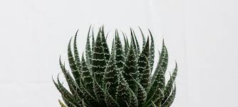 Image result for Pearsonia aristata