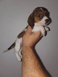 Check spelling or type a new query. Miniature Dachshund Puppies For Sale Murphy Nc 315436