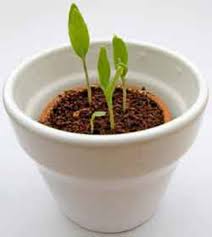 Cell packs are tapered so plants can be easily removed without disturbing the roots. Cells Flats Or Pots Horticulture