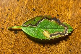 Image result for Stigmella anomalella