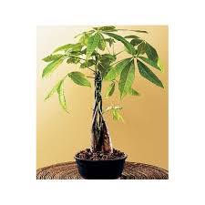 Dreamstime is the world`s largest stock photography community. Buy Money Tree Plant Online To Philippines