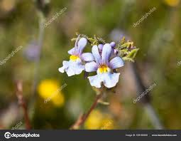 Image result for Afrosolen sandersonii