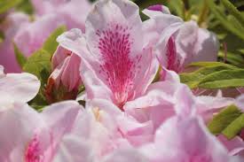 杜鹃花 rhododendron by 方文 昆明 fang wen kunming on 500px rhododendron plants flowers