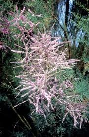 Image result for Strombosiopsis tetrandra