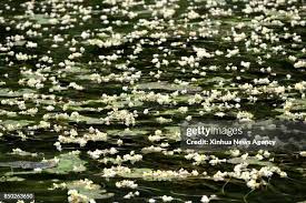 Image result for Ottelia