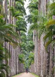 Jardim Botanico Rio De Janeiro Brasil Travel Around The World Beautiful Places Places To Visit