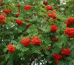 Image result for Cogniauxia podolaena