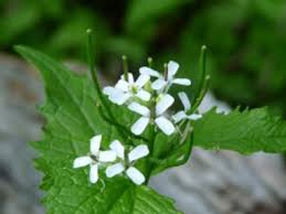 Because this plant is so difficult to eradicate once it is established, familiarize yourself with the flower, the plant and the habitat where it grows to find infestations early. Garlic Mustard Pictures Flowers Leaves Identification Alliaria Petiolata