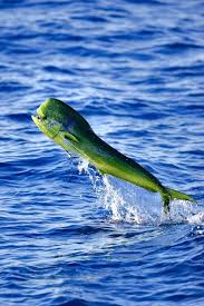 Mahi Mahi Or Common Dolphinfish Ocean Creatures Ocean Animals Sea Animals
