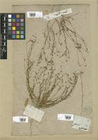 Image result for Linum volkensii