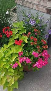 Pin On Container Gardens