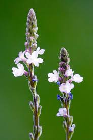 Image result for Verbena officinalis