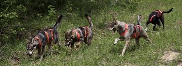 Breeder Feature Hawthorne Tamaskan The Wolfdog Life The first generation of registered tamaskan dogs were born in 2002. breeder feature hawthorne tamaskan