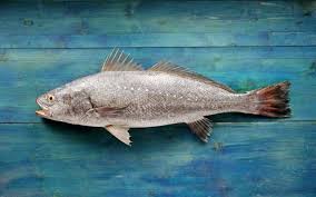 Le Maigre Ou Courbine Technique De Peche Comptoirdespecheurs