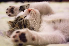 Boy cat names fit for a king! 10 Unique Male Cat Names Sitter For Your Critter