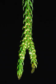 Image result for Huperzia dacrydioides