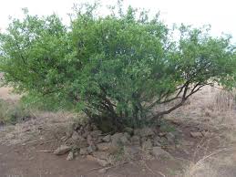 Image result for Searsia pyroides