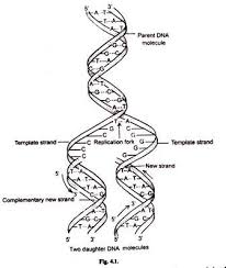 Dna Replication With Diagram Molecular Biology