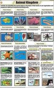 Zoology Chart Manufacturer Zoology Chart Supplier Exporter
