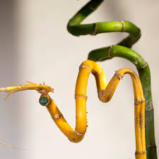 Image result for Jasmine Yellow 1994 Reliant