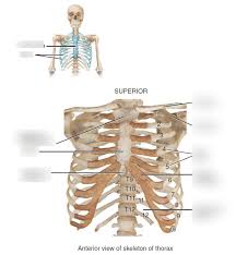 In other arthropods, especially crustaceans and arachnids, the thorax is fused with head to form a. Thorax Region Anterior Diagram Quizlet
