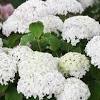 The let's dance hydrangea series represents the next generation of reblooming hydrangeas. Https Encrypted Tbn0 Gstatic Com Images Q Tbn And9gcsxoxt0huokj3dngnq2nxqbu 9 Gpdr2awicx7s7ck5x71rebj1 Usqp Cau