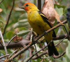 Male Western Tanager summering along Putah creek, 3 August 2014....