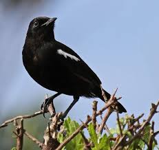 Sooty Chat From Senegal E To Kenya S To Angola Zambia Bird Life List Passerine Birds