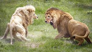 Lion Vs Lion War For Territory Wild Animal Fighting