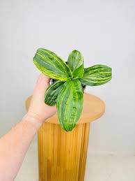 Image result for Palisota