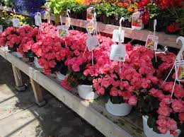 Beautiful Begonias Get Them While You Still Can Gardencenter Letsgrowgreentogether Binghamtonny Wwnursery Be Garden Center Commercial Landscaping Garden