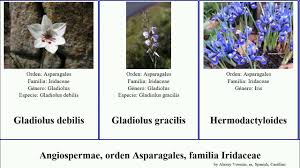 Image result for Radinosiphon leptostachya